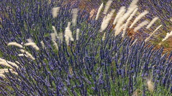 Picture by Barbara Dall’Angelo