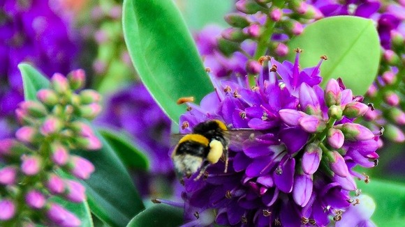 Bee on flower
