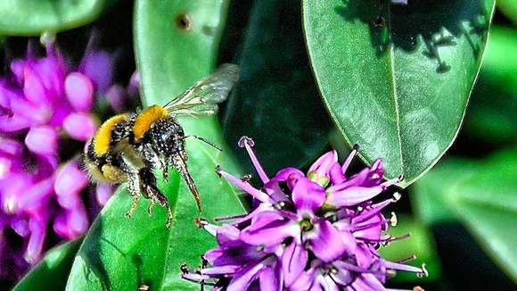 Bee on flower