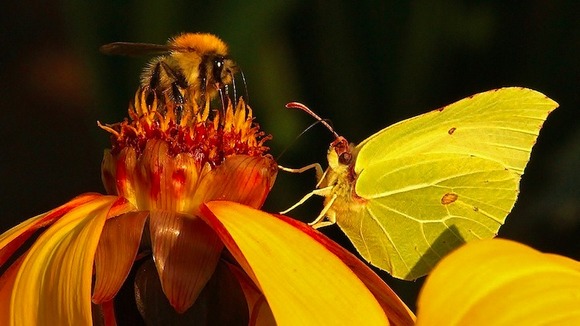 Bee and butterfly