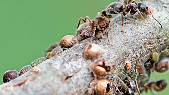 Ants