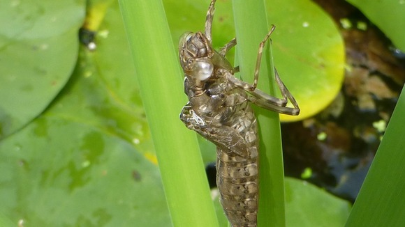 Dragon fly