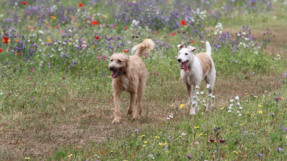 Two dogs walking in a field