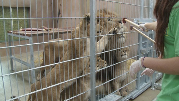 LIONS