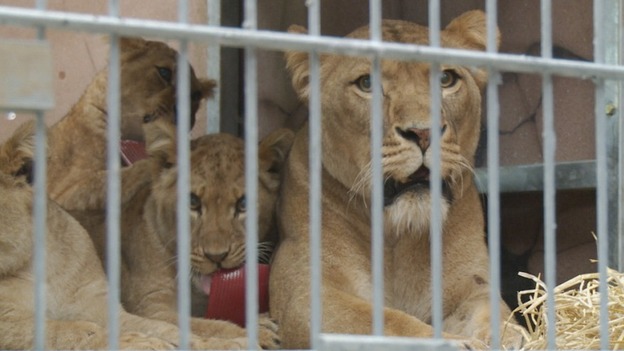Lions
