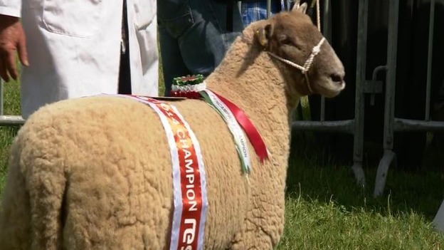 Hill Radnor Sheep