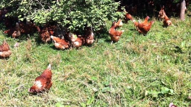 The Lakes Free Range Egg Company provide eggs for McDonalds