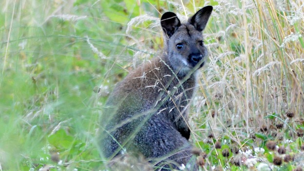 Wanda has been on the run since 2nd July.