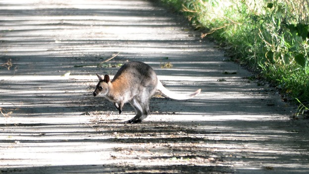 She escaped from her home in Mildenhall