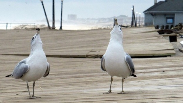 People in Plymouth warned not to feed seagulls