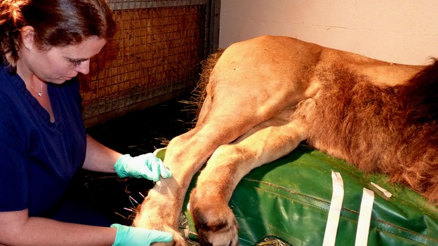 Lion gets acupuncture