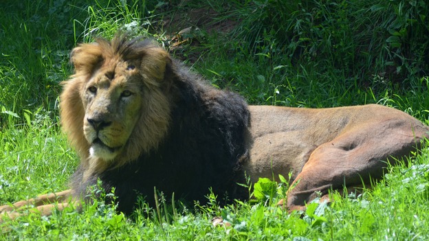 Lucifer the lion