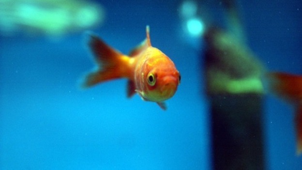Jack Blowers downed two goldfish.