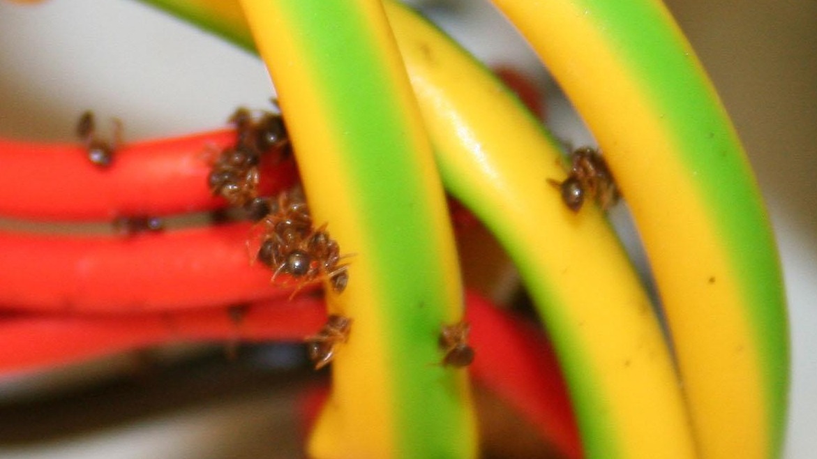 Huge nest of rare super ants with fatal attraction to electricity
