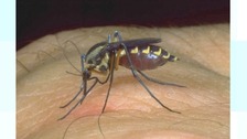 Mosquito