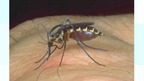Mosquito