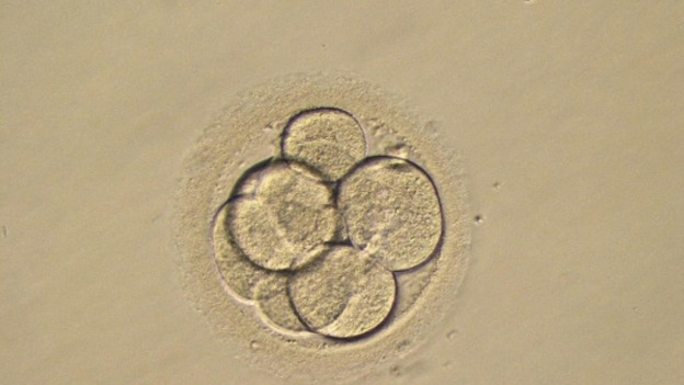 Embryo