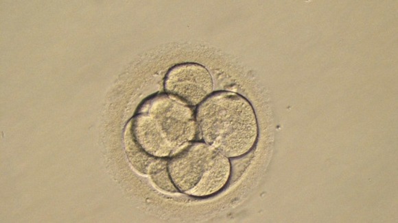 Embryo