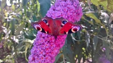 Butterfly on a flower