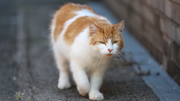 Rocky reportedly received the Asbo for fighting with other cats and refusing to leave neighbour's homes.