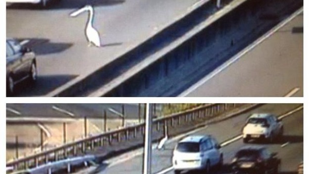 Swan crossing M25