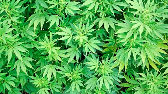cannabis