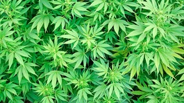 cannabis