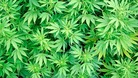 cannabis 