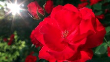 Rose in the setting sun