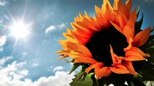 Sunflower in the sun