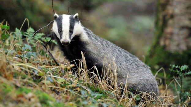Swindon cyclist attacked by badger