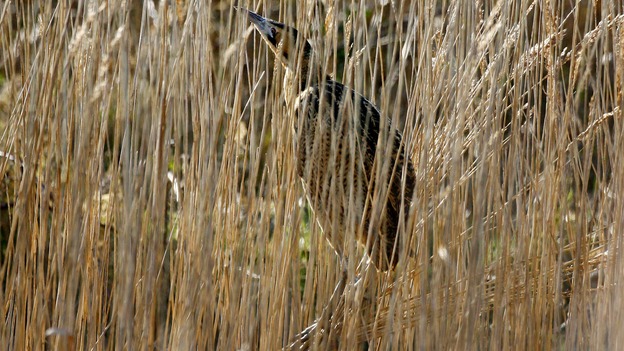 Nature reserves are not currently among the protected fracking areas.