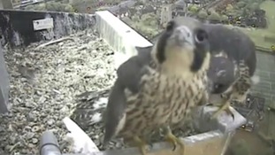 Peregrine chick leaves nest