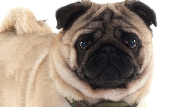 Stolen dog