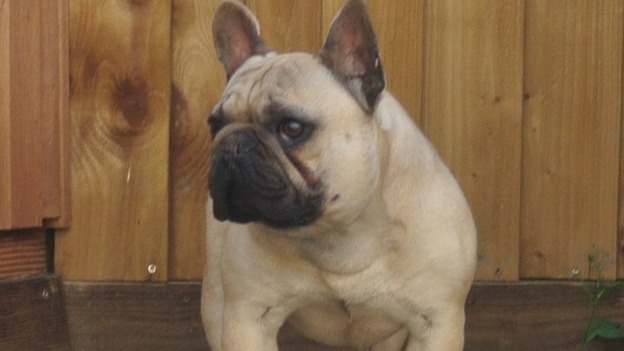 Stolen dog