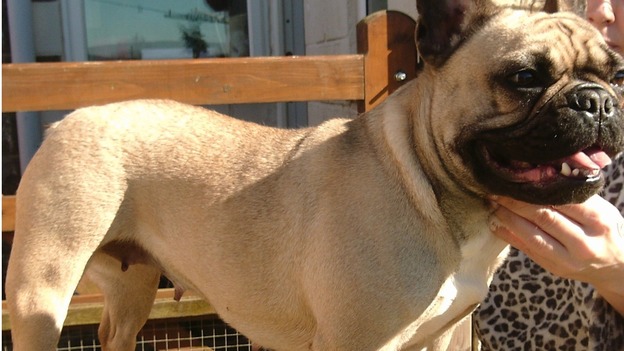 Stolen dog