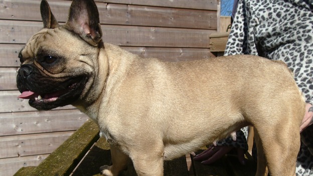 Stolen dog