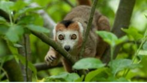 Lemurs