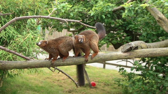 Red bellied lemurs