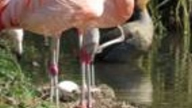 Washington Wetland Centre's first Chilean flamingo egg in 7 years.