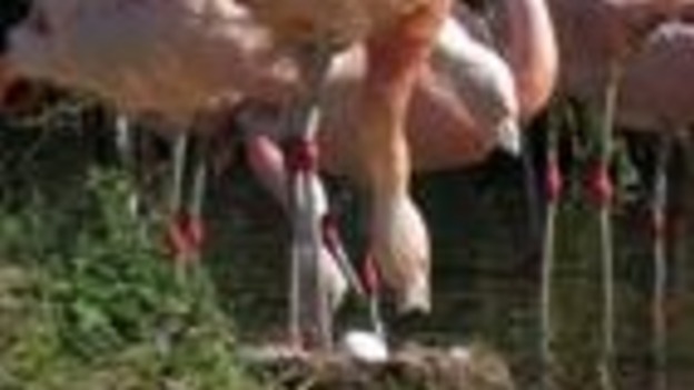 The new arrival at WWT