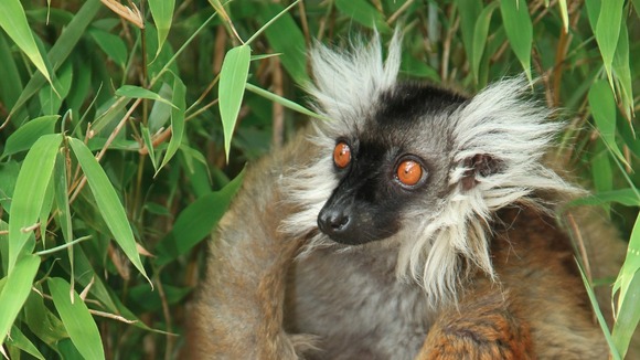 Female black lemur