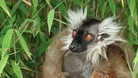 Female black lemur