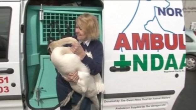 Increase in demand for Devon Animal Ambulance