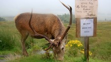 Police probe after officers 'use crowbar to kill deer'