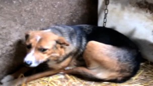 Exclusive footage showed dogs being kept on short chains at the farm.