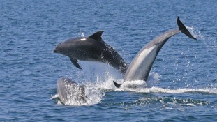 Bottlenose Dolphins Liverpool Bay