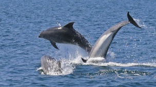 Bottlenose Dolphins Liverpool Bay