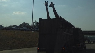 A giraffe has died after hitting its head on a bridge while being transported in South Africa.