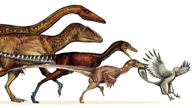 Massive meat-eating dinosaurs evolved into agile flying birds, according to new research.